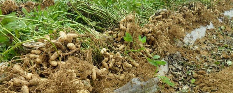春花生的种植方法，播种前需对种子进行杀菌消毒