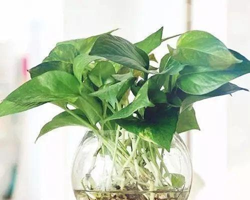 绿萝的生物分类和特性剖析（裸子植物的探索和特殊性质分析）