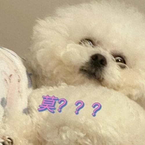 比熊犬泪痕怎么办？7个实用护理方法帮你轻松应对