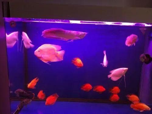热水器里的水能否直接用于观赏鱼换水？七大注意事项全解析