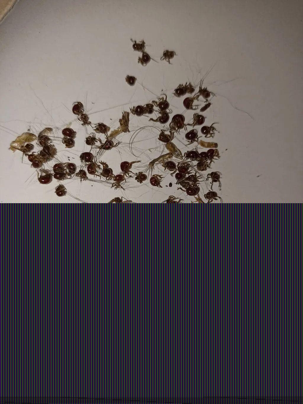 家里常出现这些小虫？一文读懂5种卫生害虫防治法