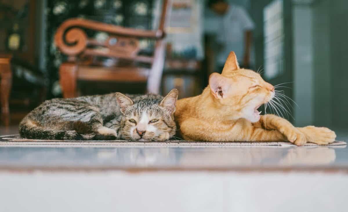 科学揭穿关于猫行为的 13 个常见误解