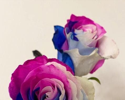 从红色到黑色：玫瑰花10种颜色的完整情感解读