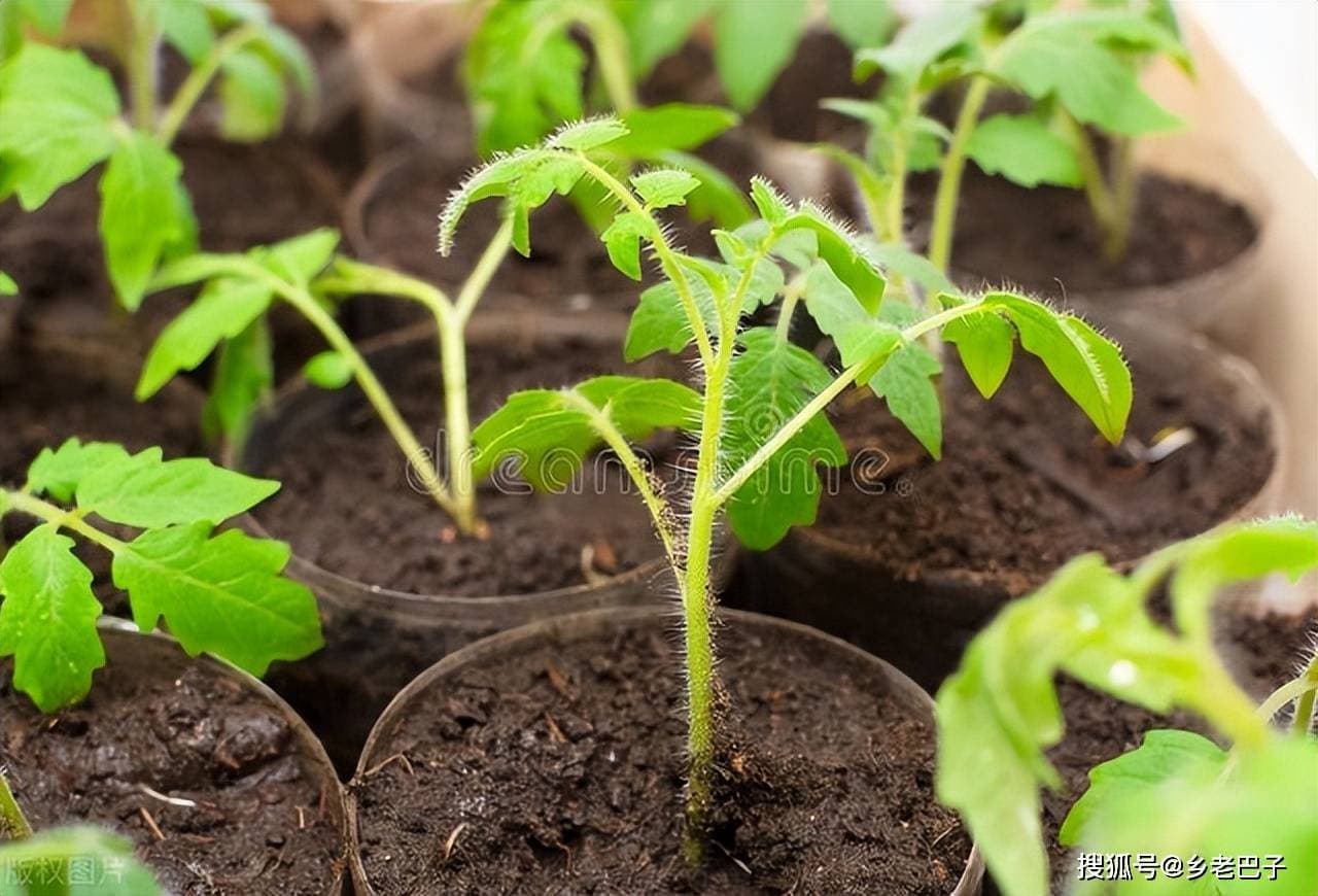 西红柿苗期怎么管理？抓好5个环节，为增产丰收打好基础