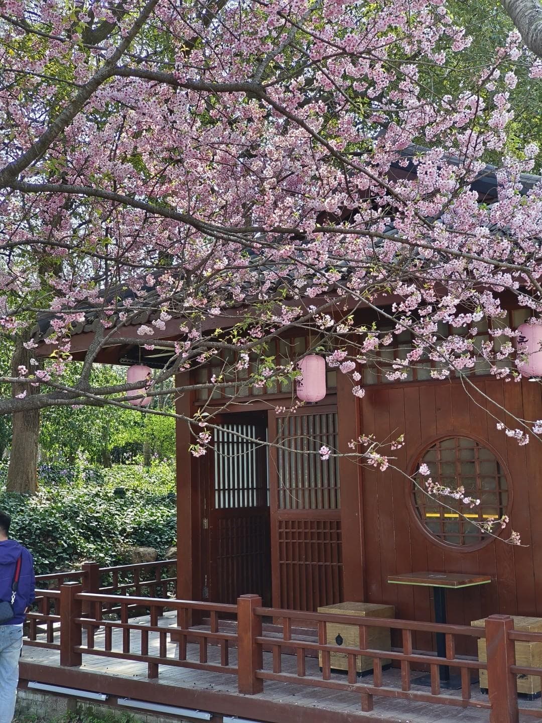 鼋头渚：太湖畔的樱花胜景