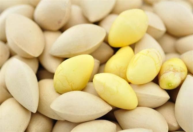 银杏果能吃吗？银杏果怎么吃不会中毒？银杏果正确食用方法