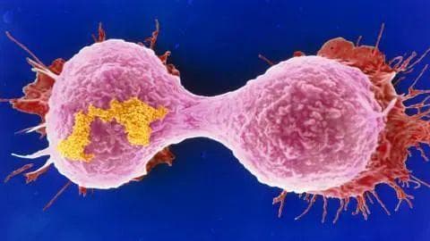 南方医科大学合作发文：治疗“最毒乳腺癌”的天然抗癌药物