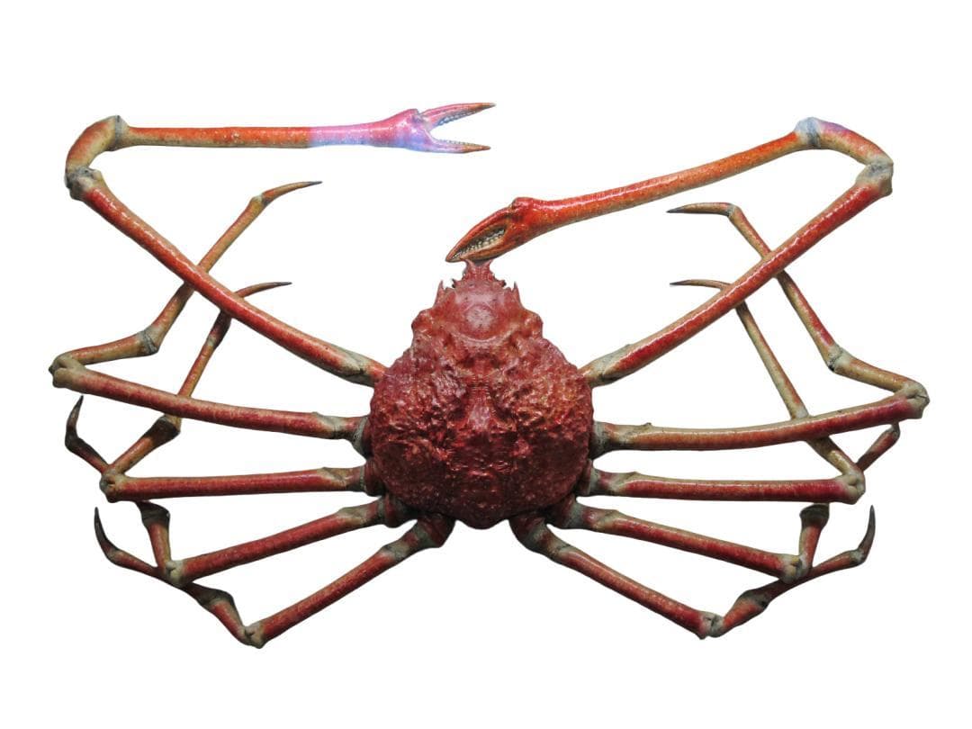 比帝王蟹还大的“杀人蟹”！好吃吗？