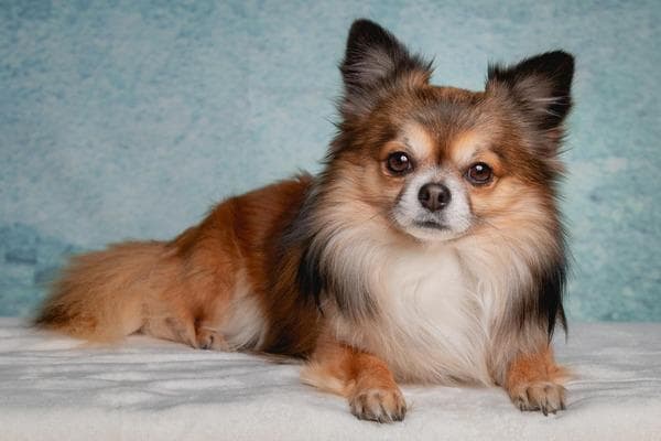 最适合长期陪伴的狗狗品种：长寿犬种推荐