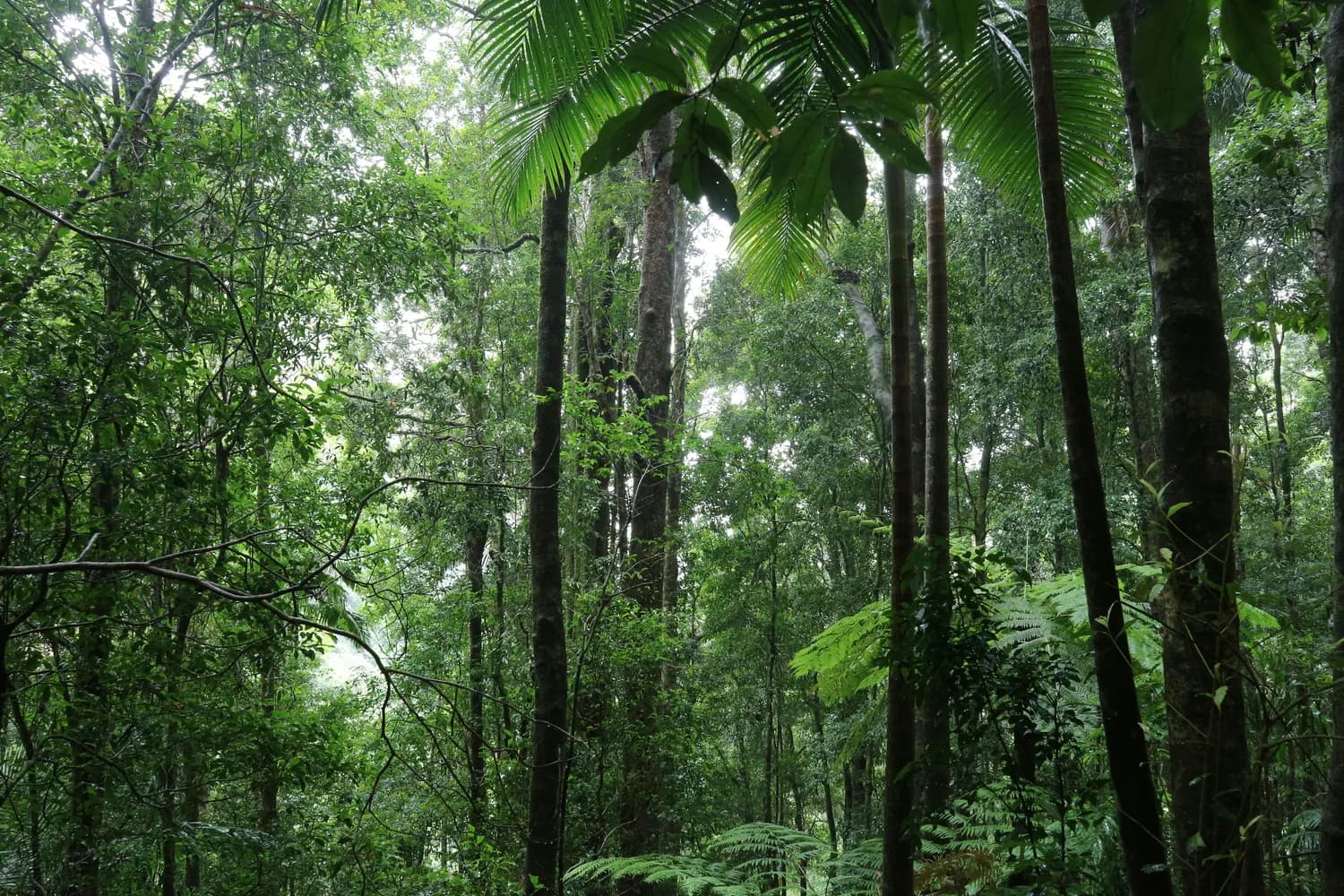 司法助力，守护西双版纳热带雨林