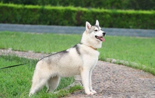 狗狗健康检查全攻略：从基础理学到影像诊断