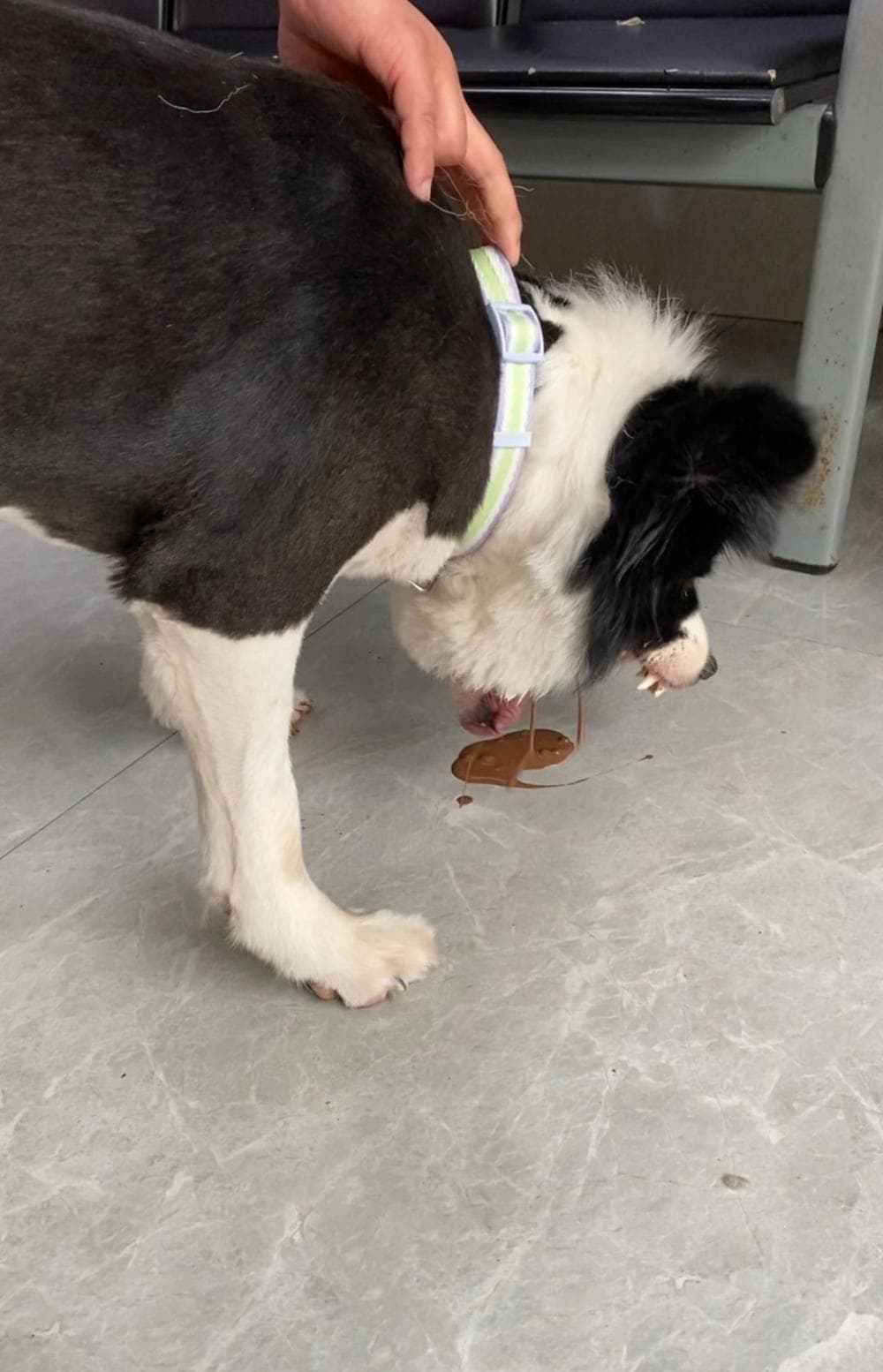 【狗狗饮食】误食巧克力如何急救！记下种类+观察症状 ...