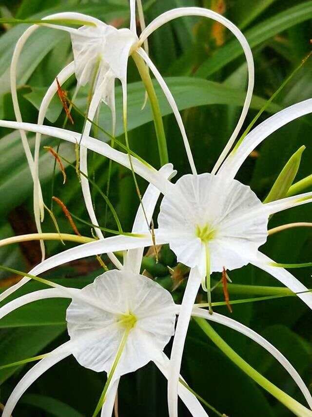 水鬼蕉：五月换盆新种指南，盆土选择与花语寓意解析