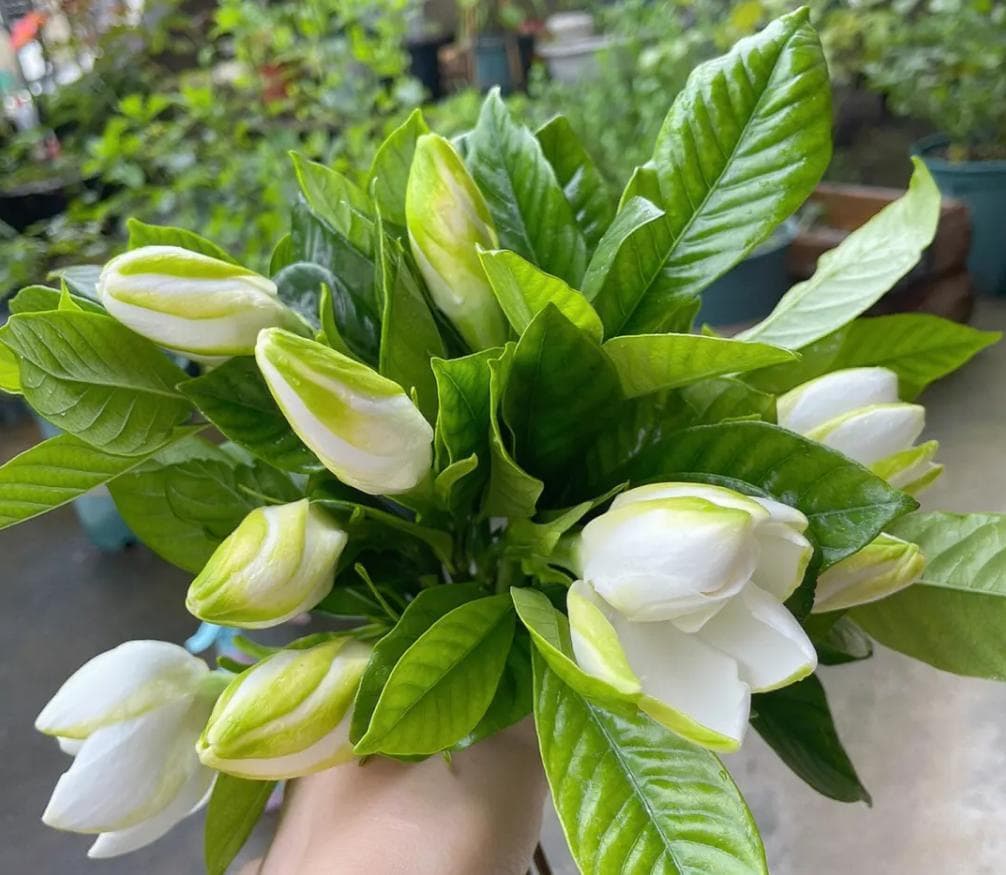 栀子花养护全攻略：避开这十大禁忌，轻松打造花园美景！