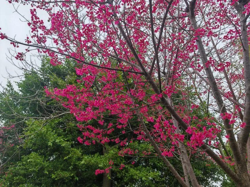 厦门樱花观赏全攻略：四大赏樱胜地及交通指南