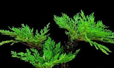 卷柏家庭养护全攻略：从种植到管理的15个关键要点