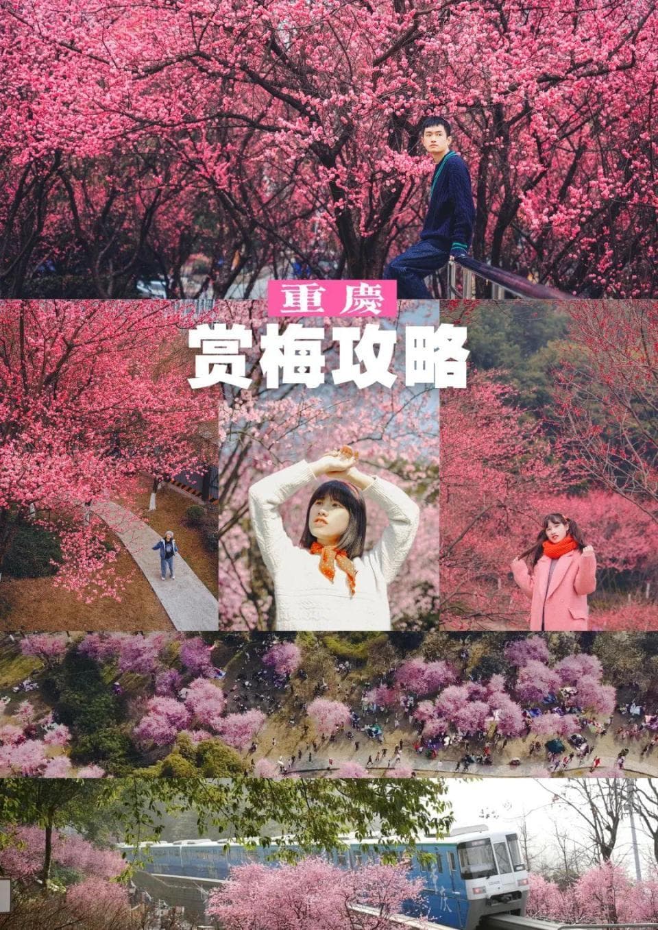 重庆早春赏花地图 | 邂逅山城第一抹的春色