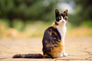 三色猫：毛色绚丽的猫咪百科