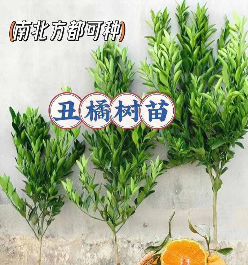 如何栽种丑橘？（注意事项与方法详解，打造丰硕果实）