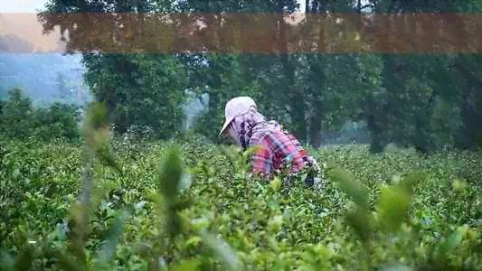 红茶怎么辨别过期了没有：掌握这四招，轻松鉴别红茶是否过期