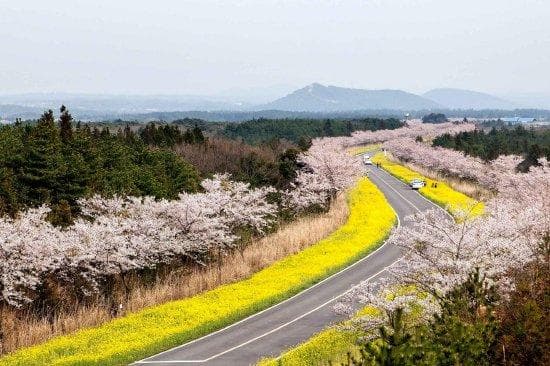 韩国樱花花期提前 "2025自游FUN韩-赏韩春"主题活动启动