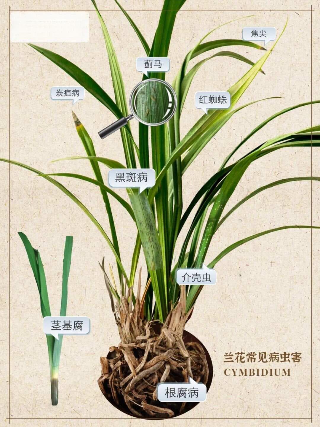 兰花常见病虫害，1图全掌握，附防治方法
