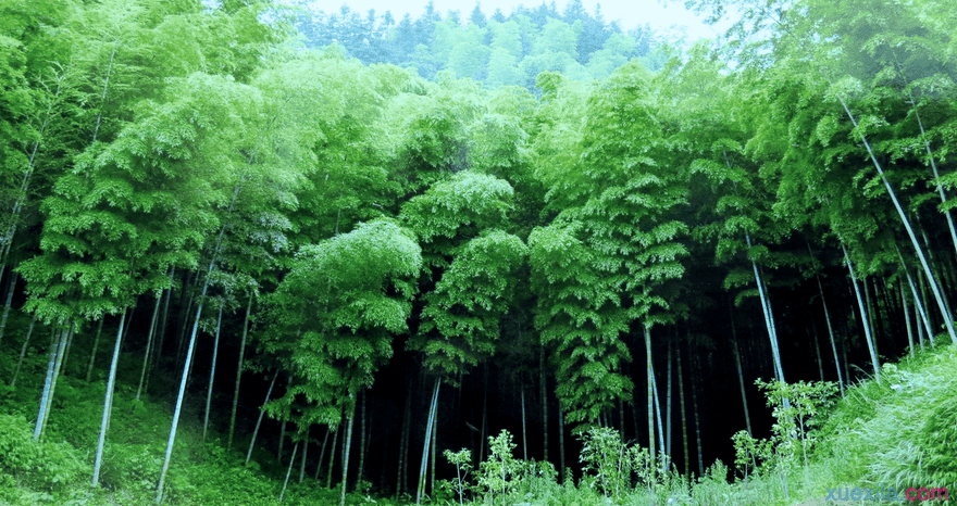毛竹和山竹种植区别