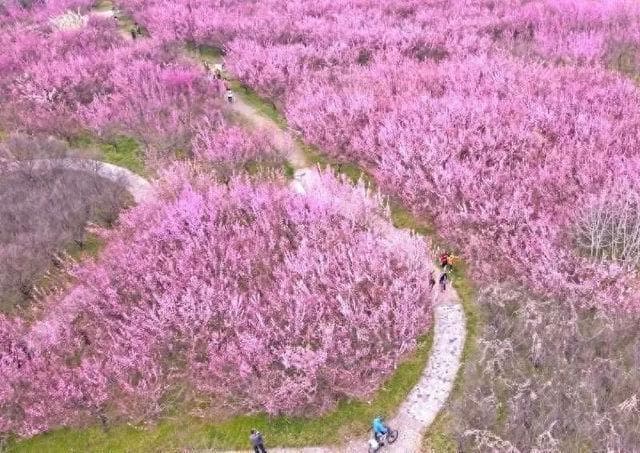 赏梅正当时！西咸新区7000余株梅花盛放