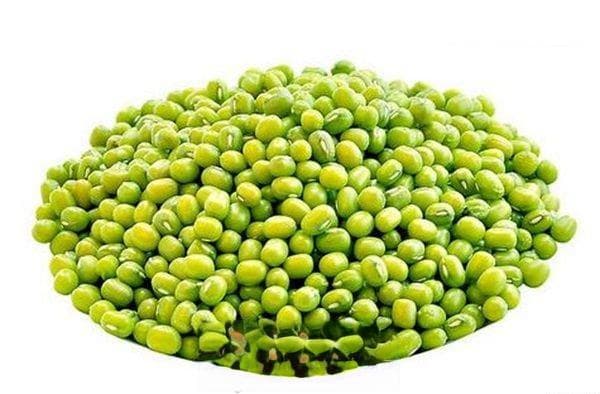 绿豆的储存与保管：科学方法防止虫害