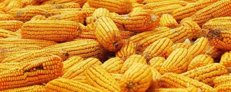 玉米花粉是什么？从营养成分到食用禁忌全解析