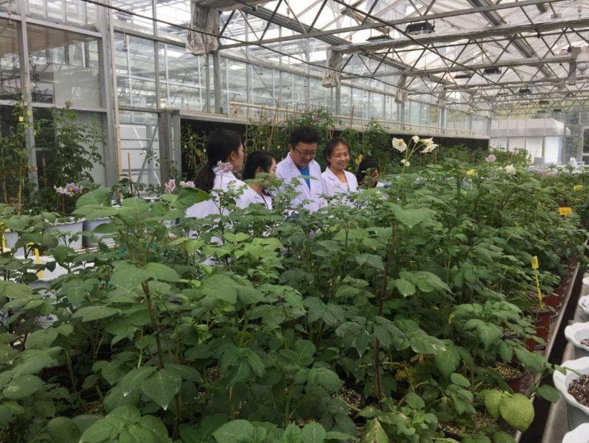 历时近10年，中国科学家攻克马铃薯杂交难题