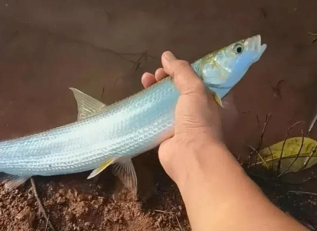 长江江西段“鳤鱼”重现，鱼类增长4成！鯮鱼鲥鱼何时归来？