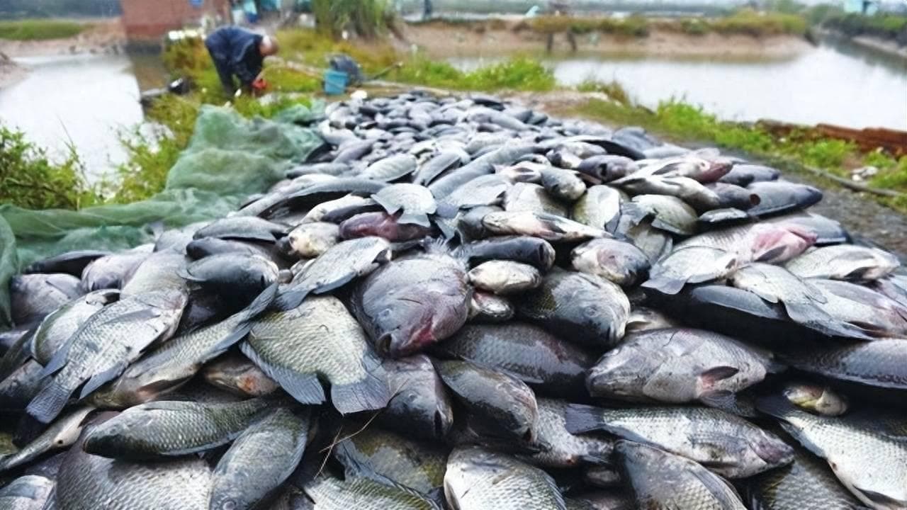罗非鱼在中国是“垃圾鱼”，在臭水沟也能活，为何美国人很爱吃？