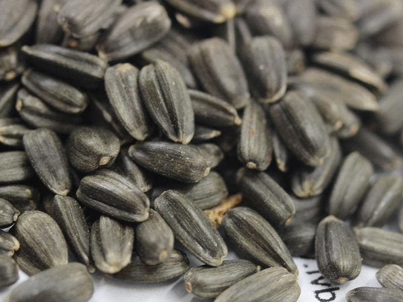 迷你向日葵种子播种时间以及种植方法