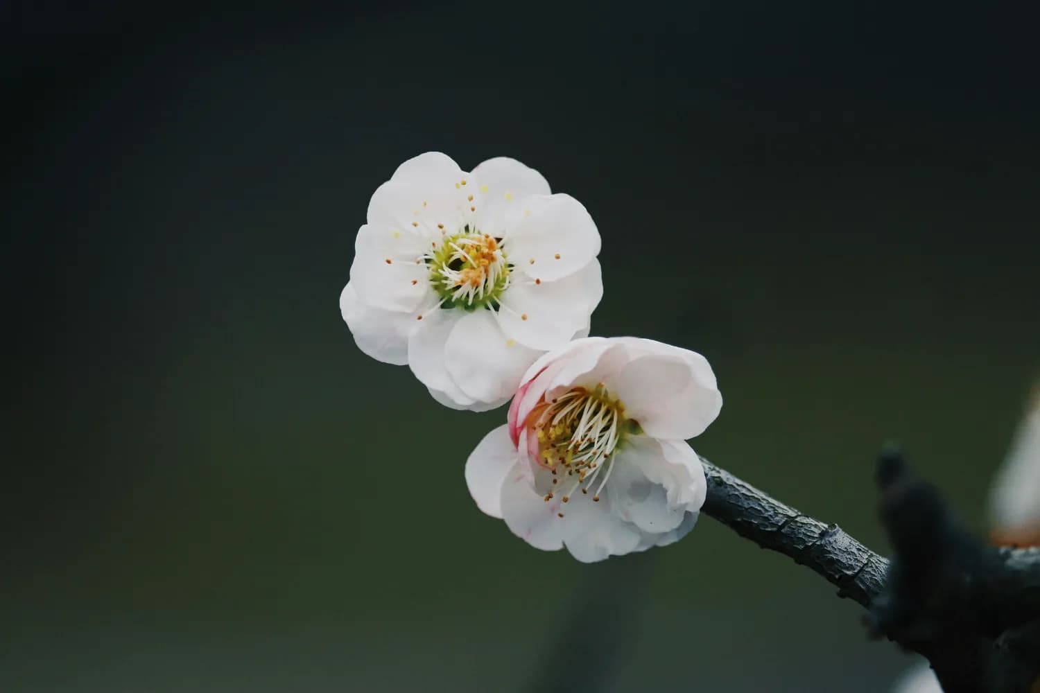 古诗词中的花意象：牡丹与梅花的千年情缘