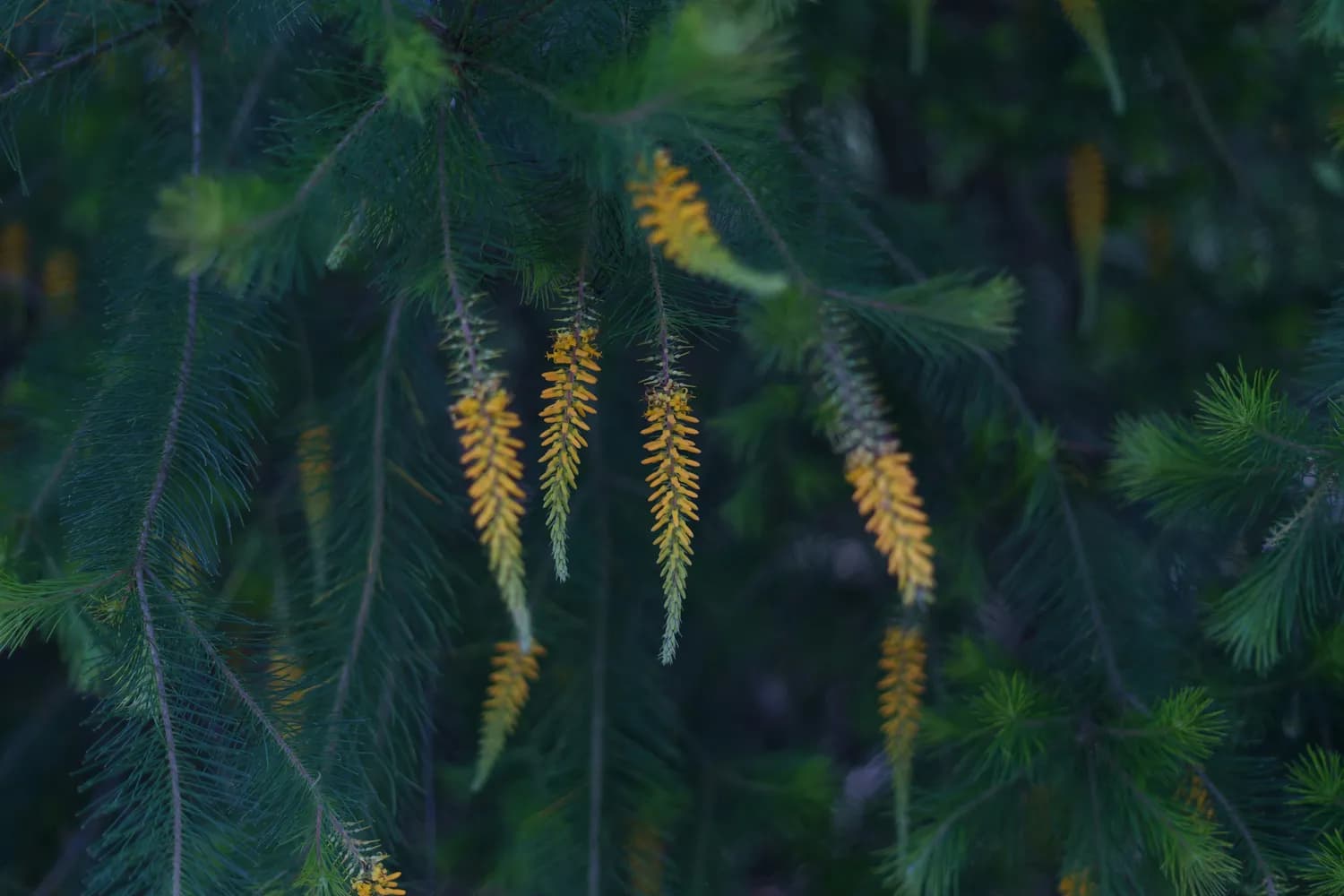 泰山松花粉：天然保健新选择