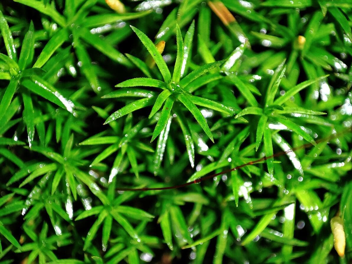 观赏性应用中苔藓鉴别的要点与难点
