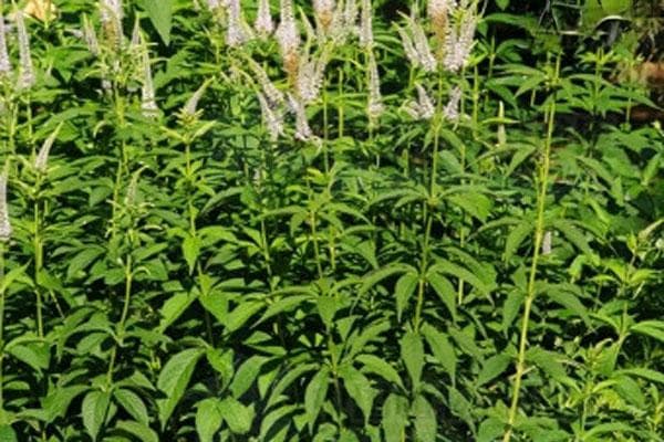 东北中药材种植指南：8种高收益药材品种详解
