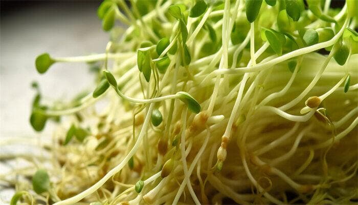 家庭绿豆芽种植方法