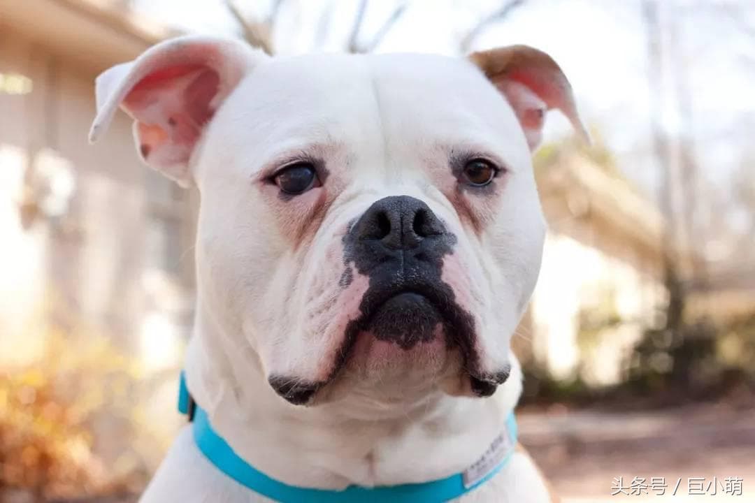 犬窝咳的诊断要点和治疗方法（了解如何帮助宠物摆脱犬窝咳的困扰）