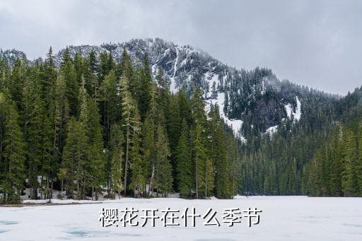 樱花的花期：什么时候是最佳观赏时间？