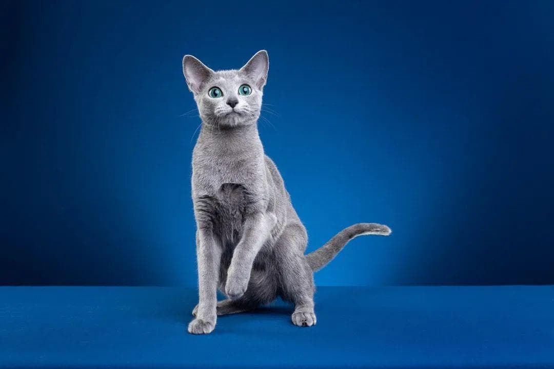 俄罗斯蓝猫：品种特征、饲养与护理全攻略
