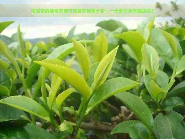 祛湿茶的适量饮用方法及饮用量分析：一天多少毫升最适合？