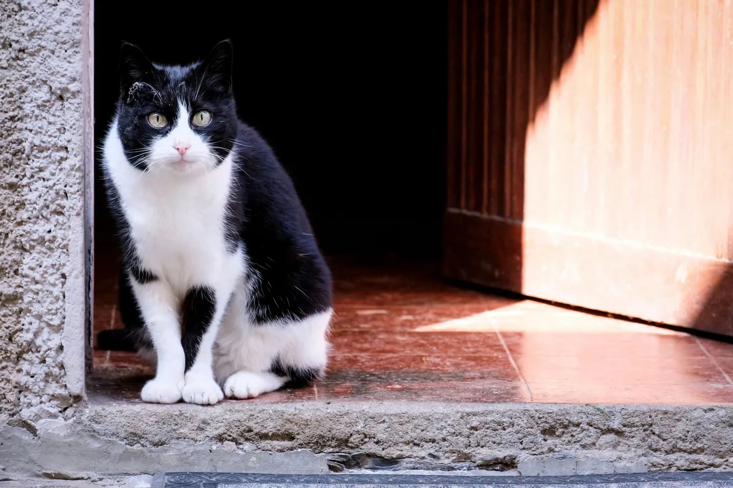 猫咪紧随其后：揭秘主人心理变化