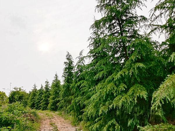 春夏交替时绿化苗木的养护技巧及重要性