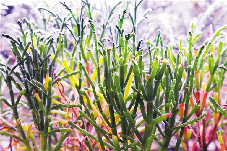 海口美兰区：科技助力海虫草种植“唤醒”盐碱地