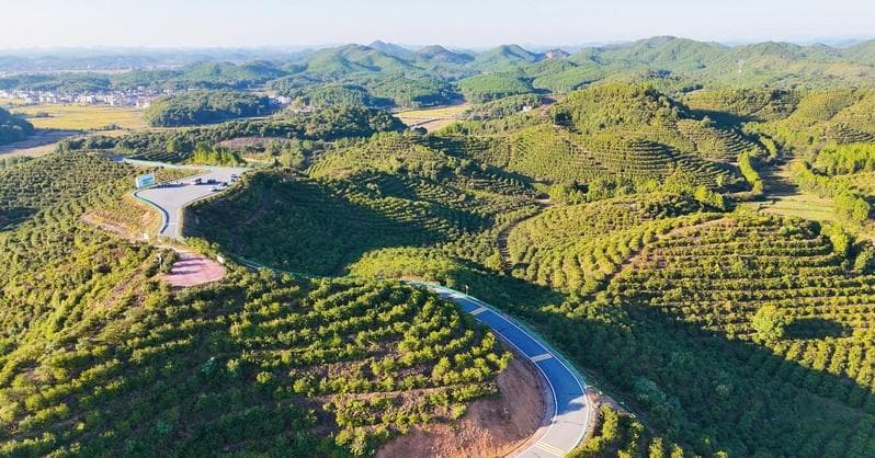 江西红土地上，小小油茶果致富大产业