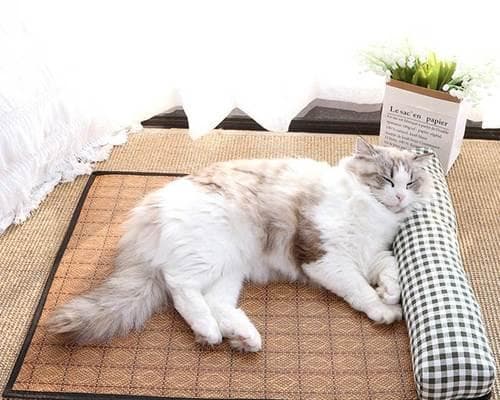 如何训练小猫咪顺利拉大便（从猫砂的选择到正确引导）