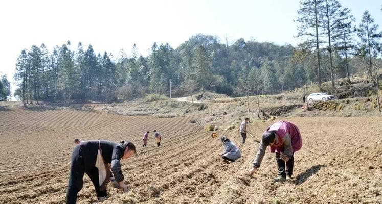 党参种植技巧：从选地到采收的全过程指南