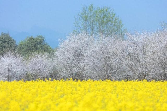 成都春日赏花地图：六大景点攻略全解析